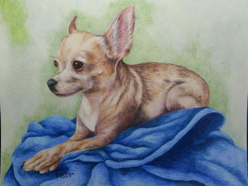 Chihuahua in Pencil by Brandy Fenenga