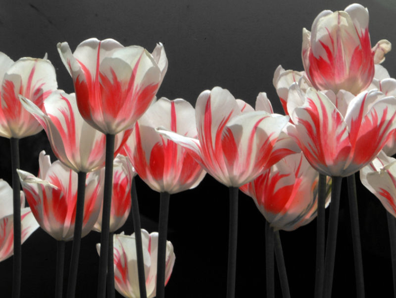Dancing Tulips by Ralph Wamsher