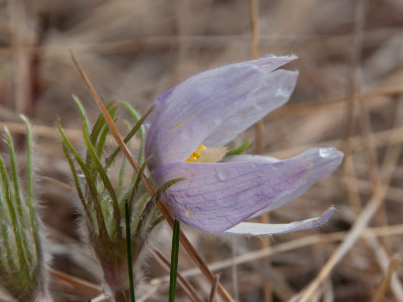 Pasque Flower by Ralph Wamsher
